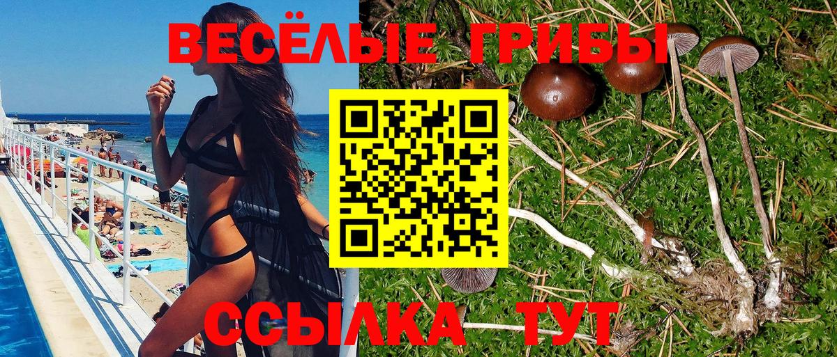 Псилоцибиновые грибы Psilocybe  Вход с VPN  Осинники 